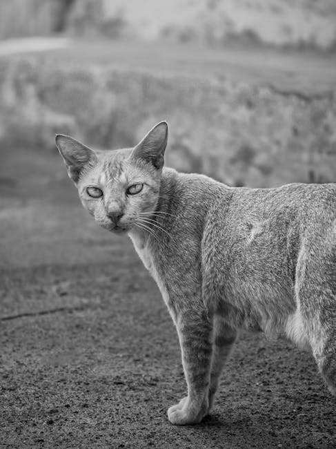 Value for Money: Is the Samsung QLED Worth the Investment?