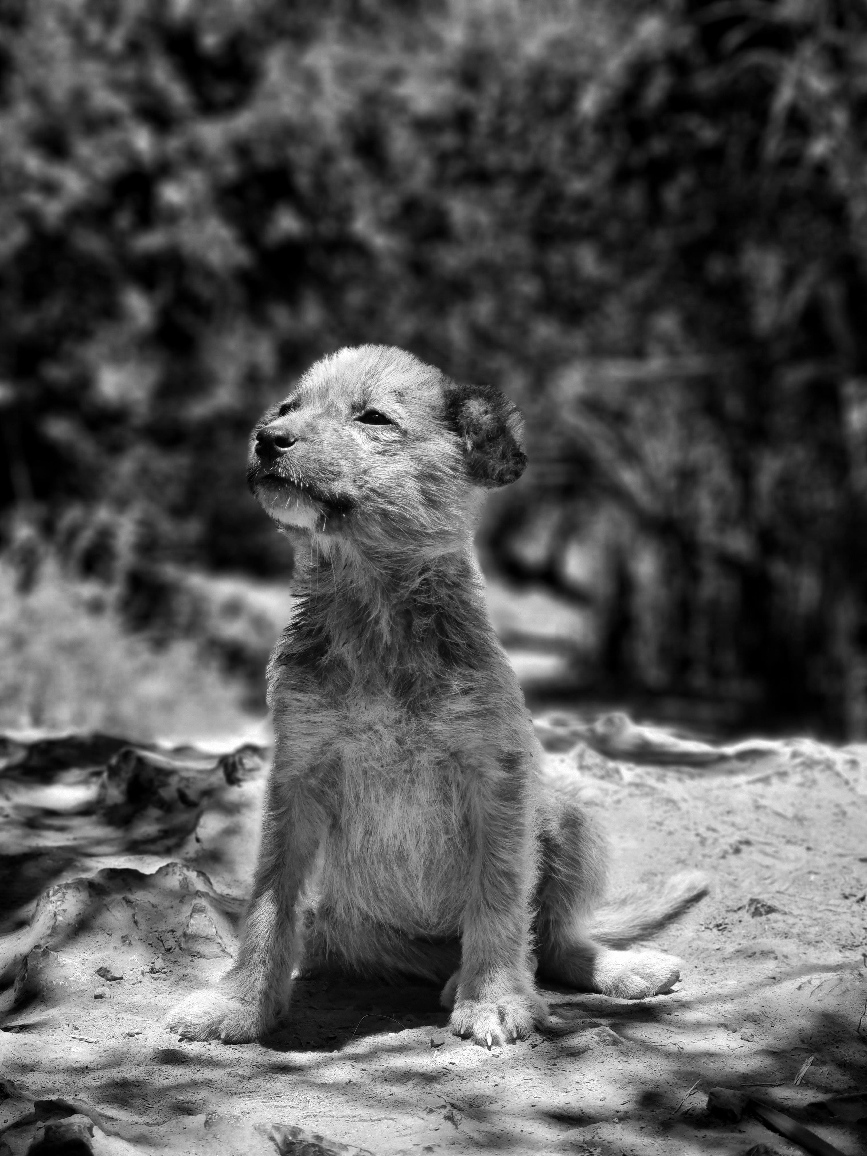 Ethical kennel scene for kennel inspection with attentive dogs and handlers