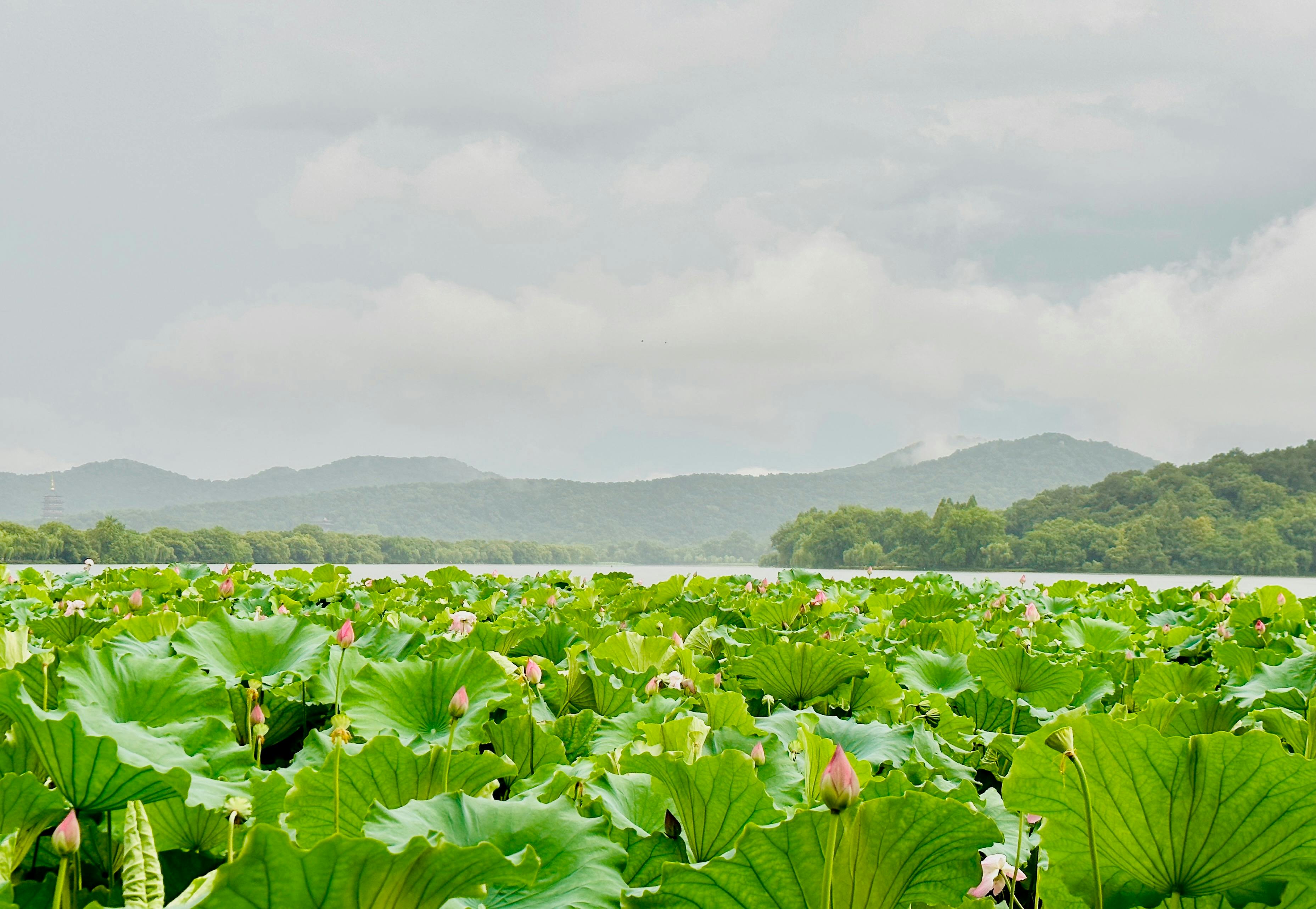 Lotus Lake Season — Wuhan China