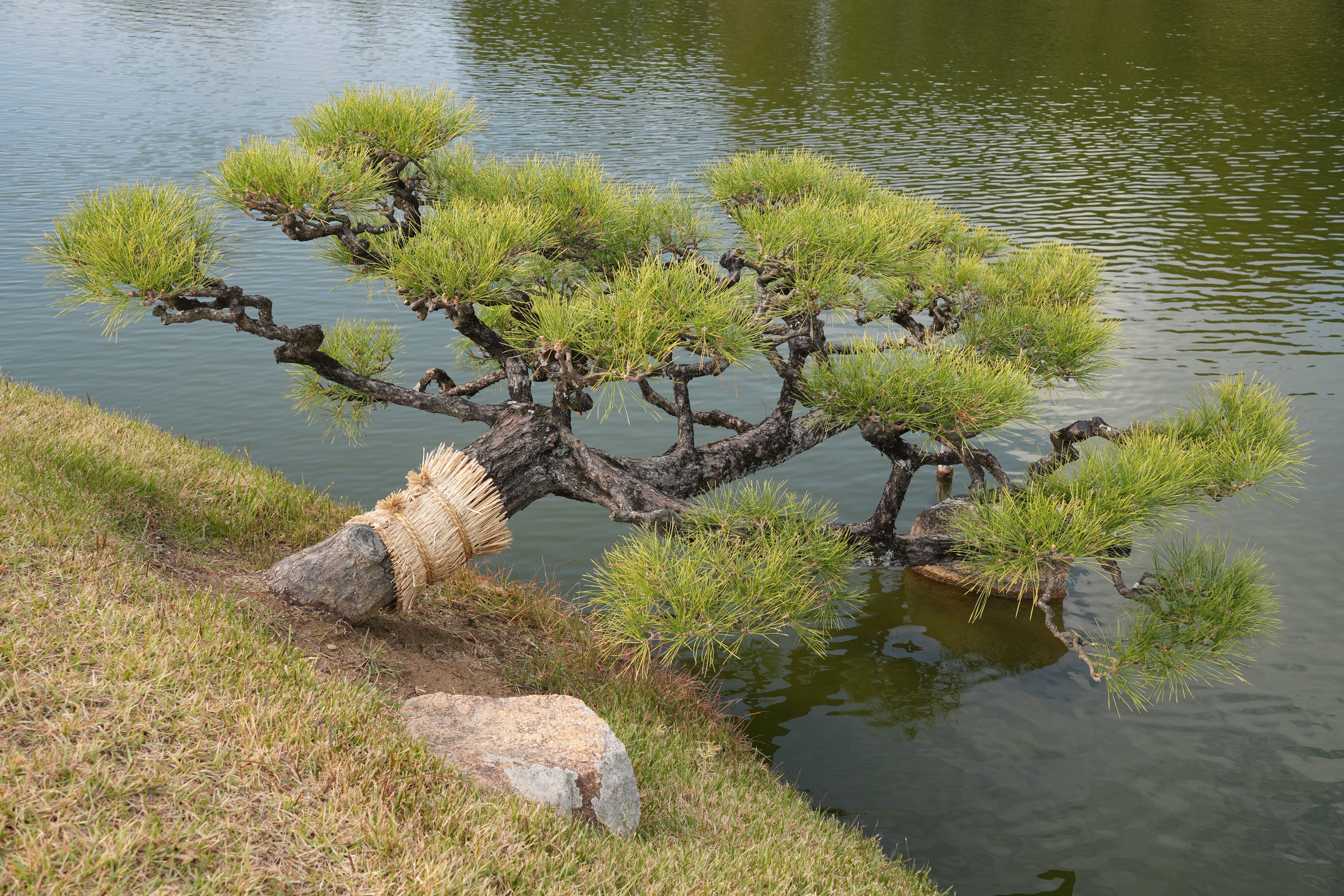 Scenic Pine Tree by Water in Okayama Korakuen, Japan · Free Stock Photo