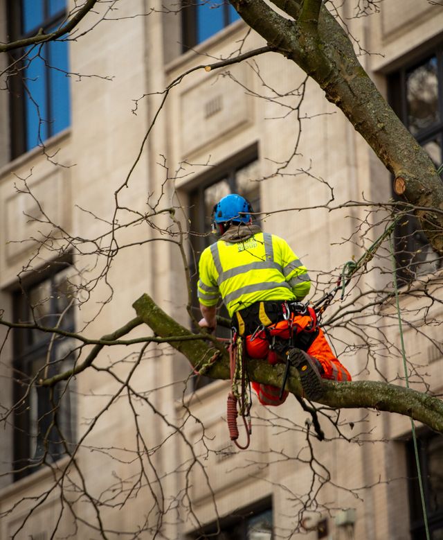 Summit Tree Service demo website