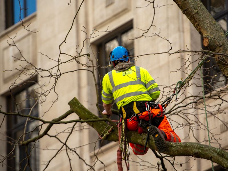 Arborista profesional trabajando en árbol alto con arnés de seguridad