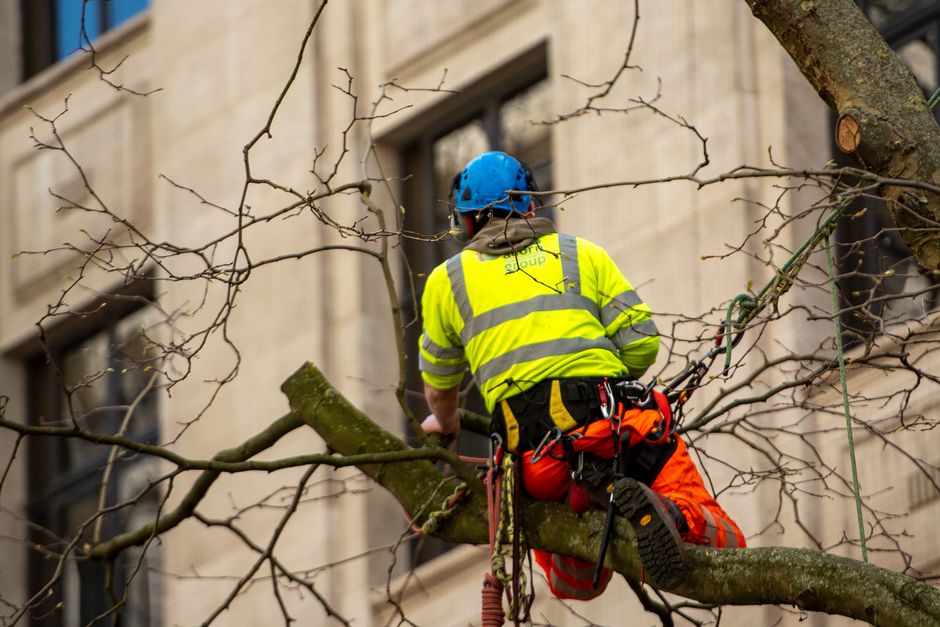 Arborist in safety vest and helmet working on tree branches — professional tree debris removal service