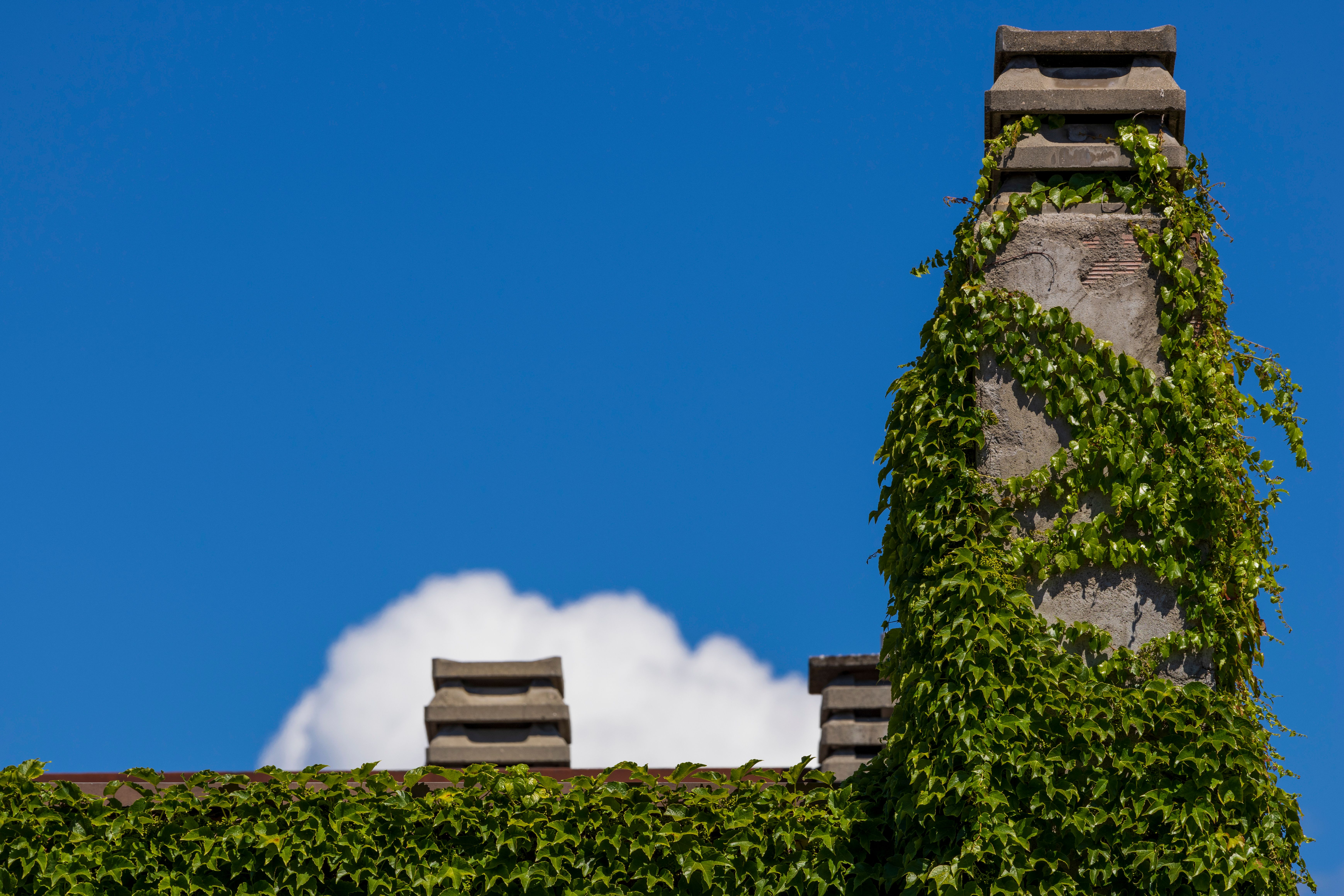 8 Ivy League Colleges That Offer Free Online Courses — Photo by Rino Adamo on Pexels