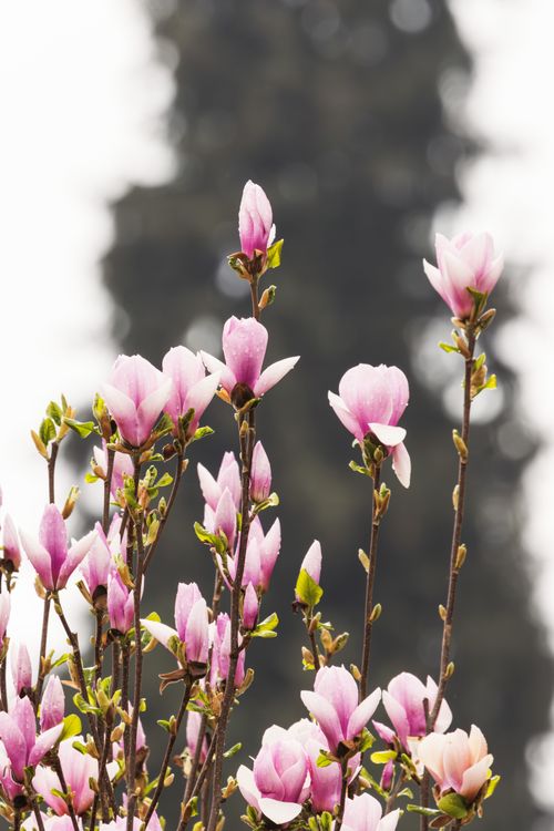 Free Vibrant pink magnolia flowers blooming against a blurred natural background, symbolizing spring. Stock Photo