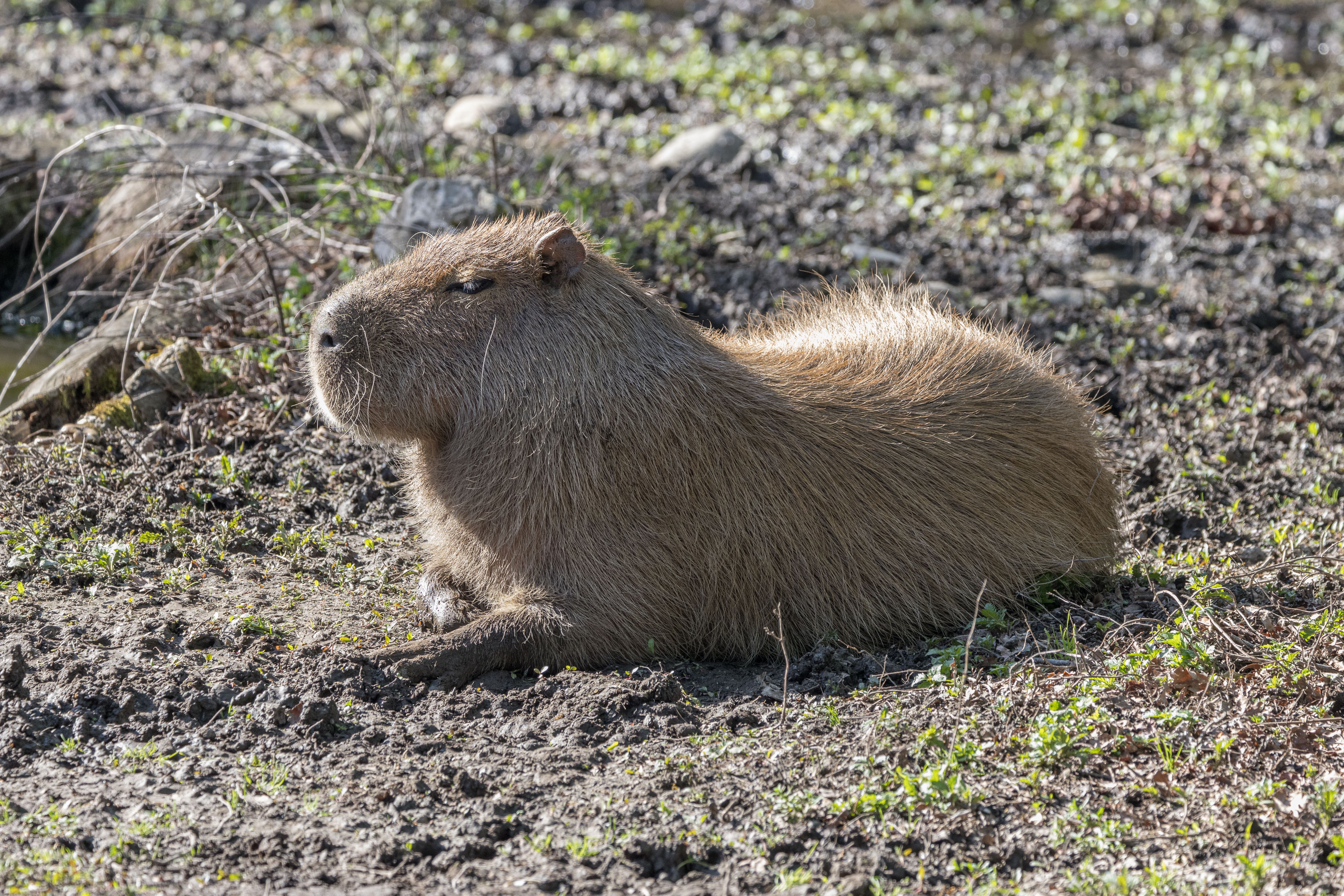 Capybara and Offspring in Natural Habitat · Free Stock Photo
