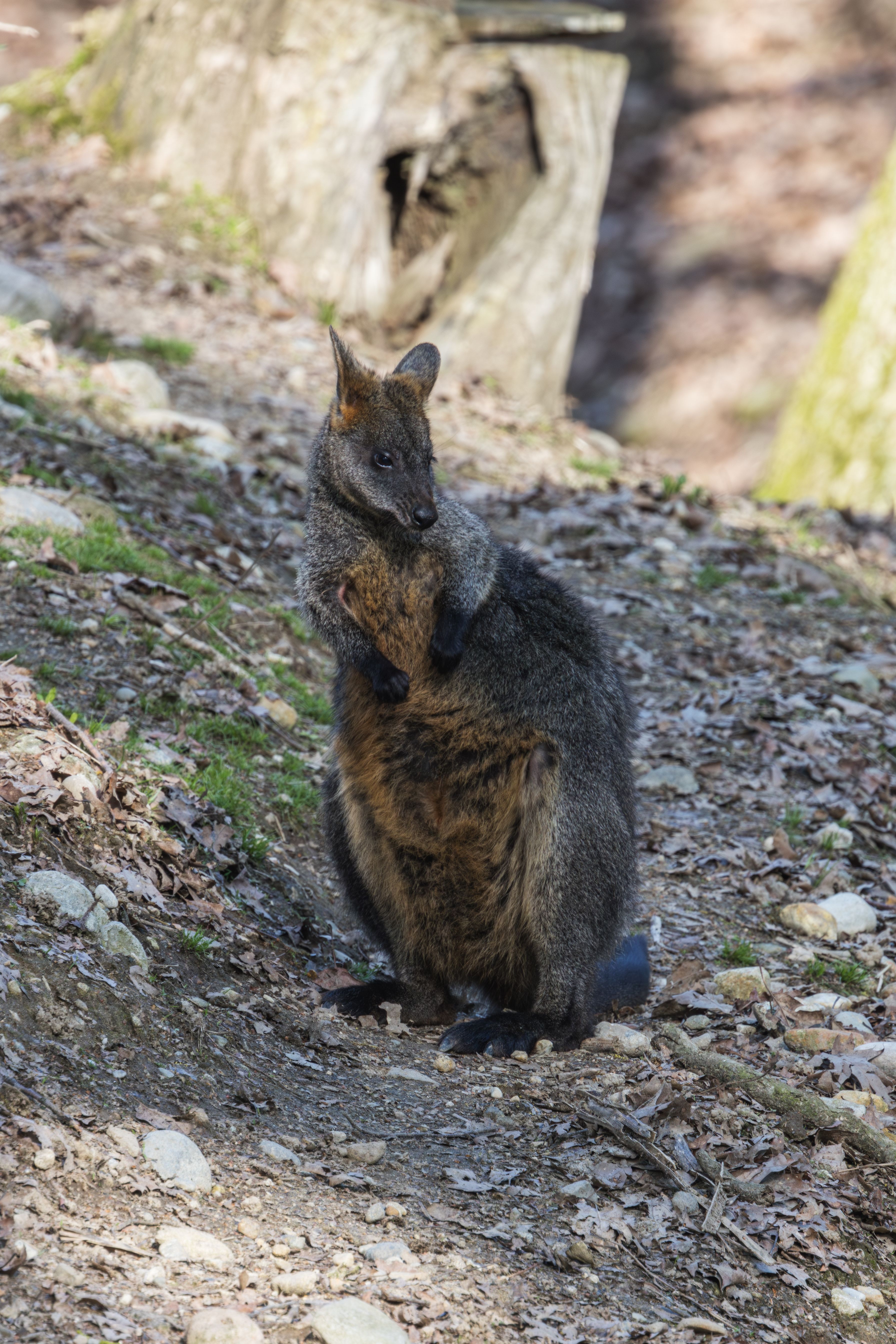 A wallaby holding its joey on a forest path, showcasing wildlife parenting.