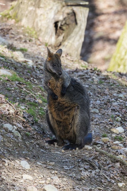 Free A wallaby holding its joey on a forest path, showcasing wildlife parenting. Stock Photo