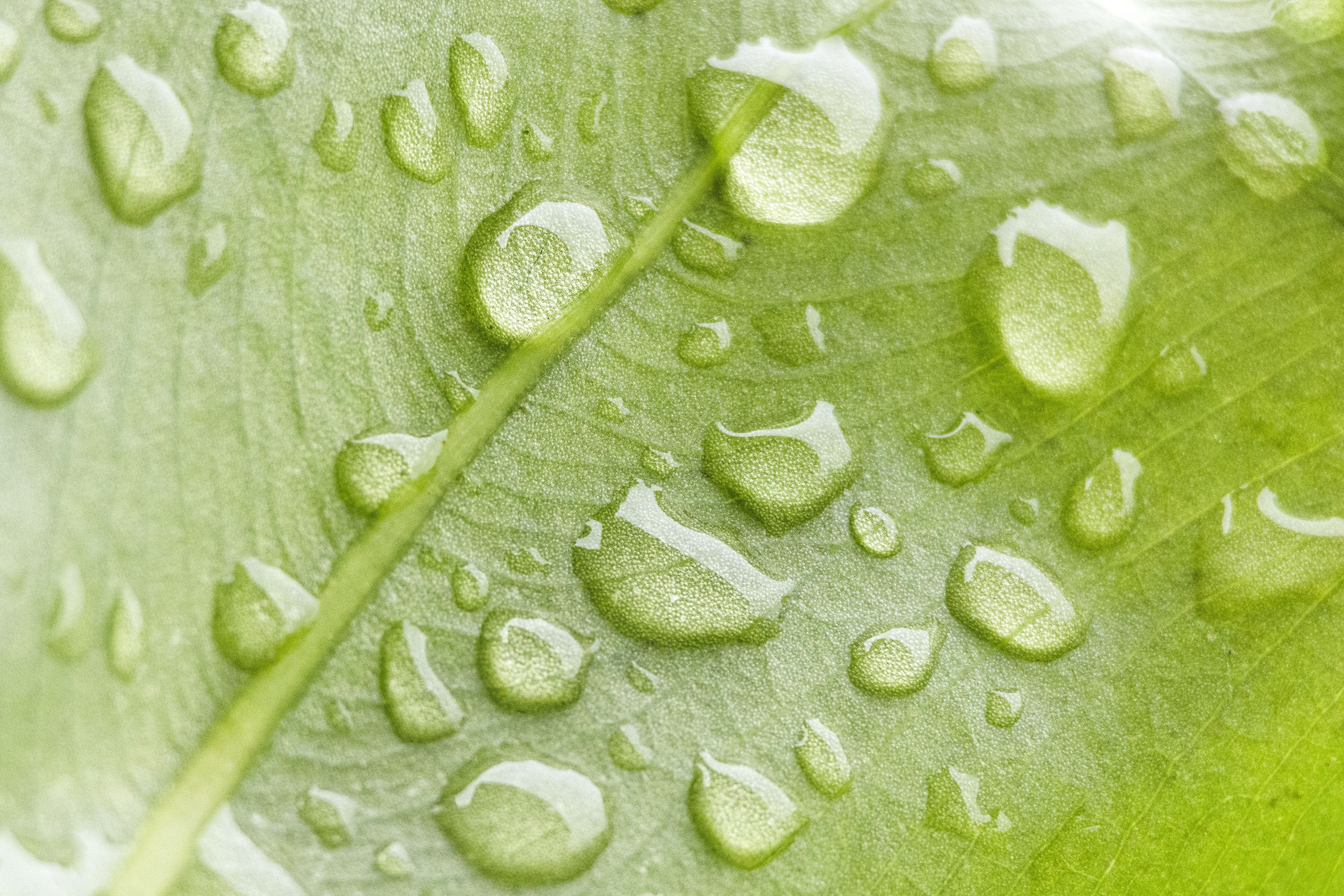 Macro shot of dew drops on a green leaf, showcasing natural freshness.