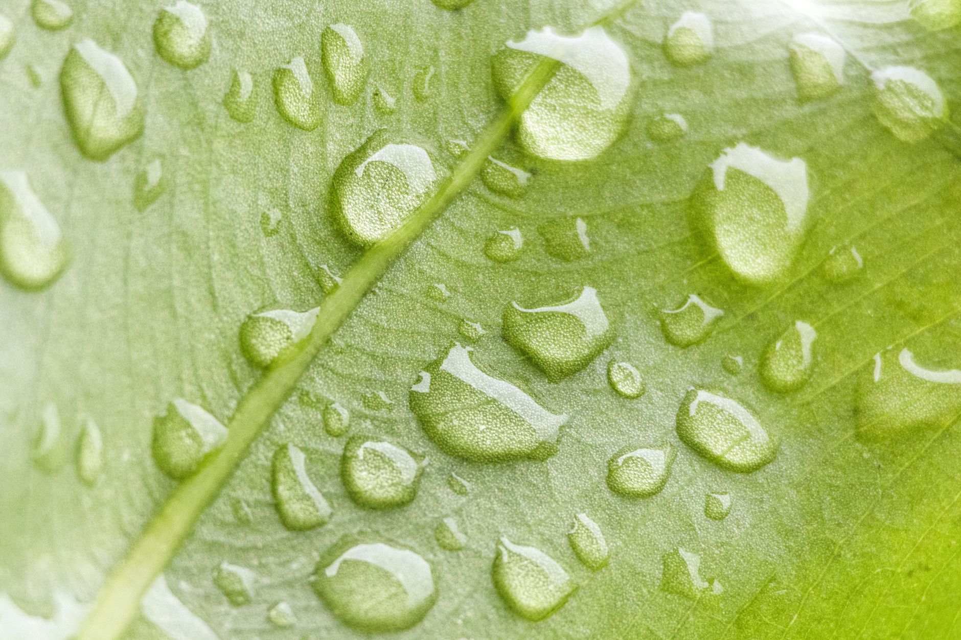 Macro shot of dew drops on a green leaf, showcasing natural freshness.