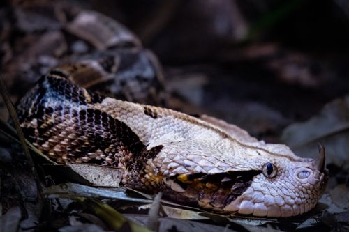 Free Detailed portrait of a Gaboon viper showcasing its unique scales and patterns at Riverbanks Zoo. Stock Photo