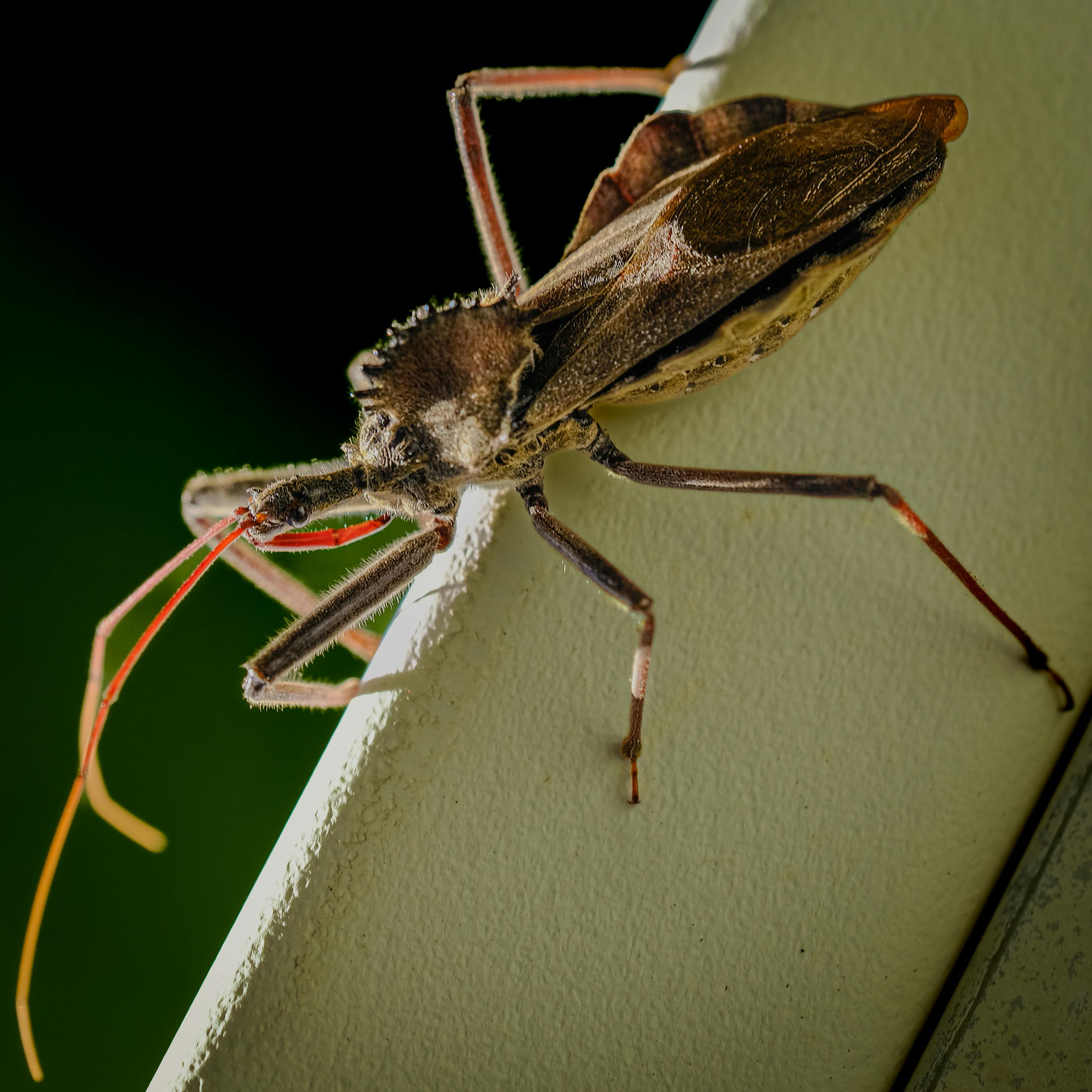 Detailed macro shot of a wheel bug (Arilus cristatus) on a ledge in Greenville, South Carolina.