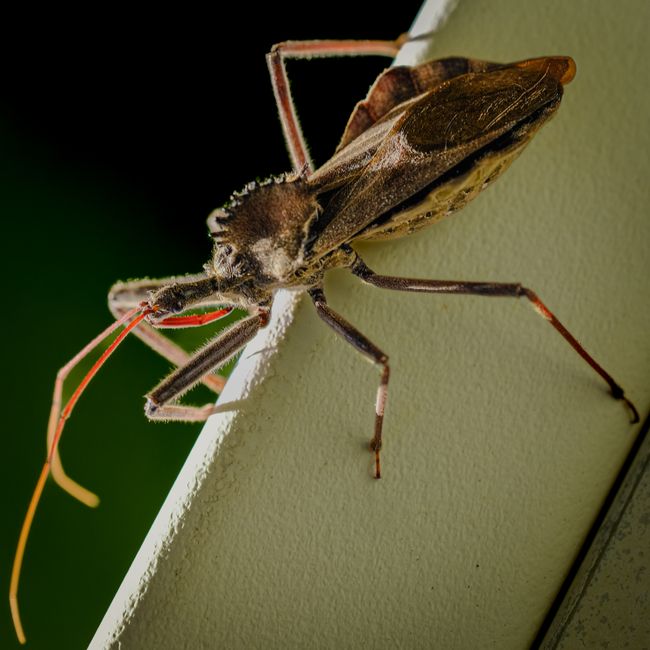 Commercial Pest Control