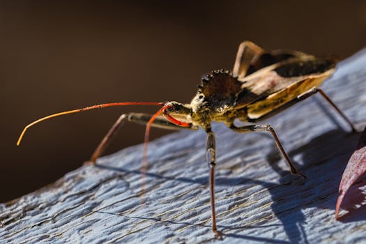 Close-up macro image of a brightly colored assassin bug on a textured surface in Greenville, SC.