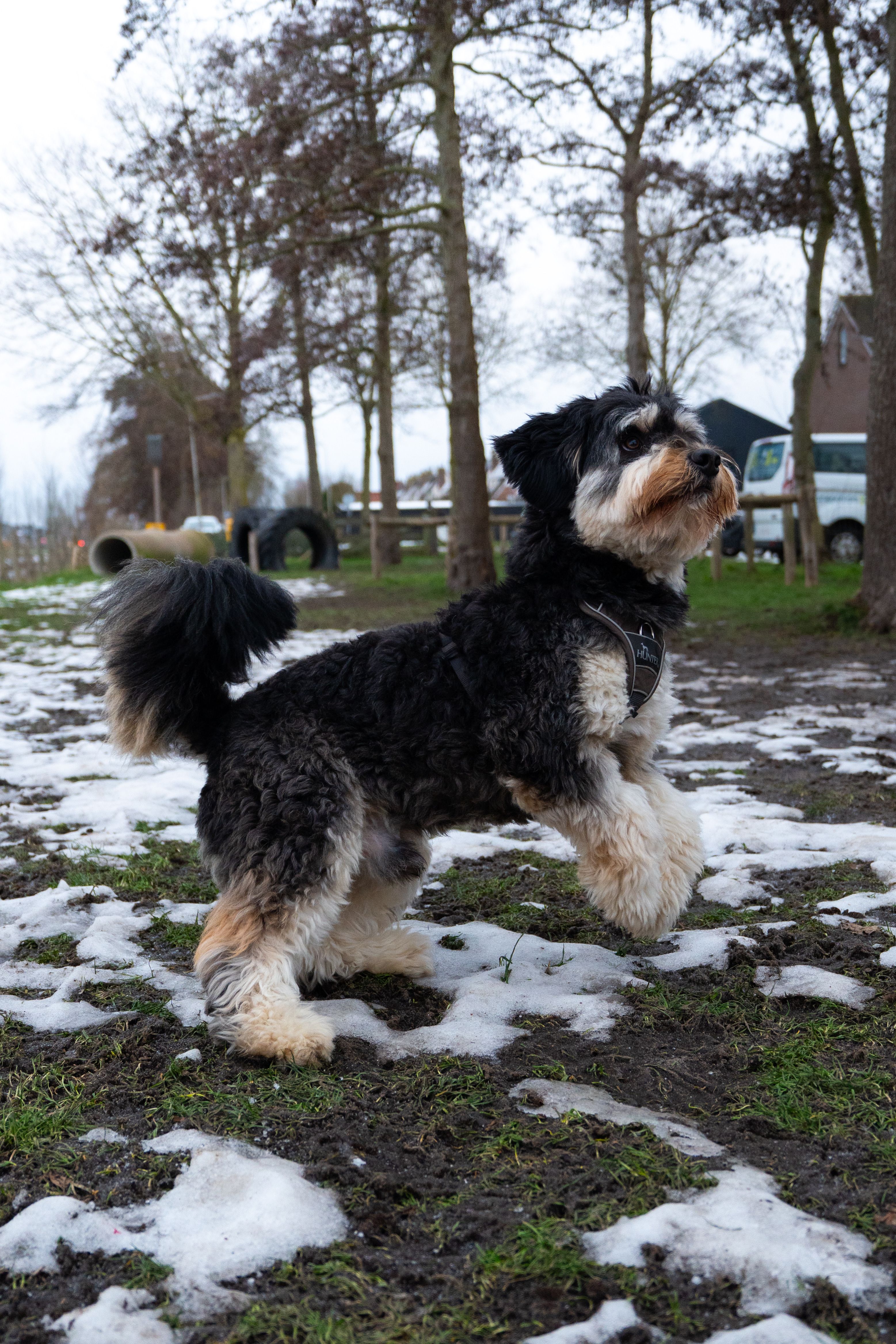 A lively dog with fluffy fur frolicking in a snowy park setting.