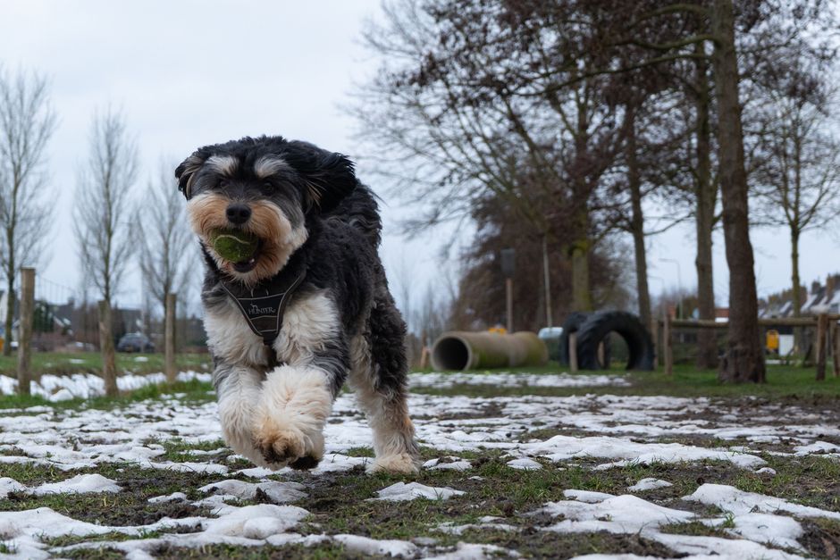 Dog Walker / Pet Sitter wanted in Red Deer