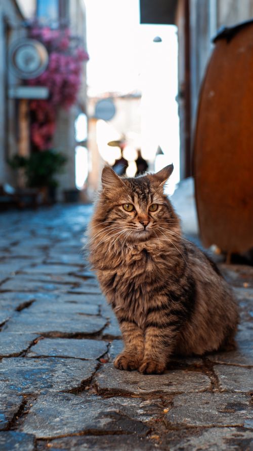 Free Captivating tabby cat sitting on cobblestone alley in quaint street scene. Stock Photo