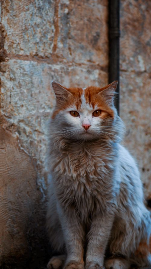 Free Charming fluffy ginger cat sitting against a rustic stone wall, exuding serene elegance. Stock Photo