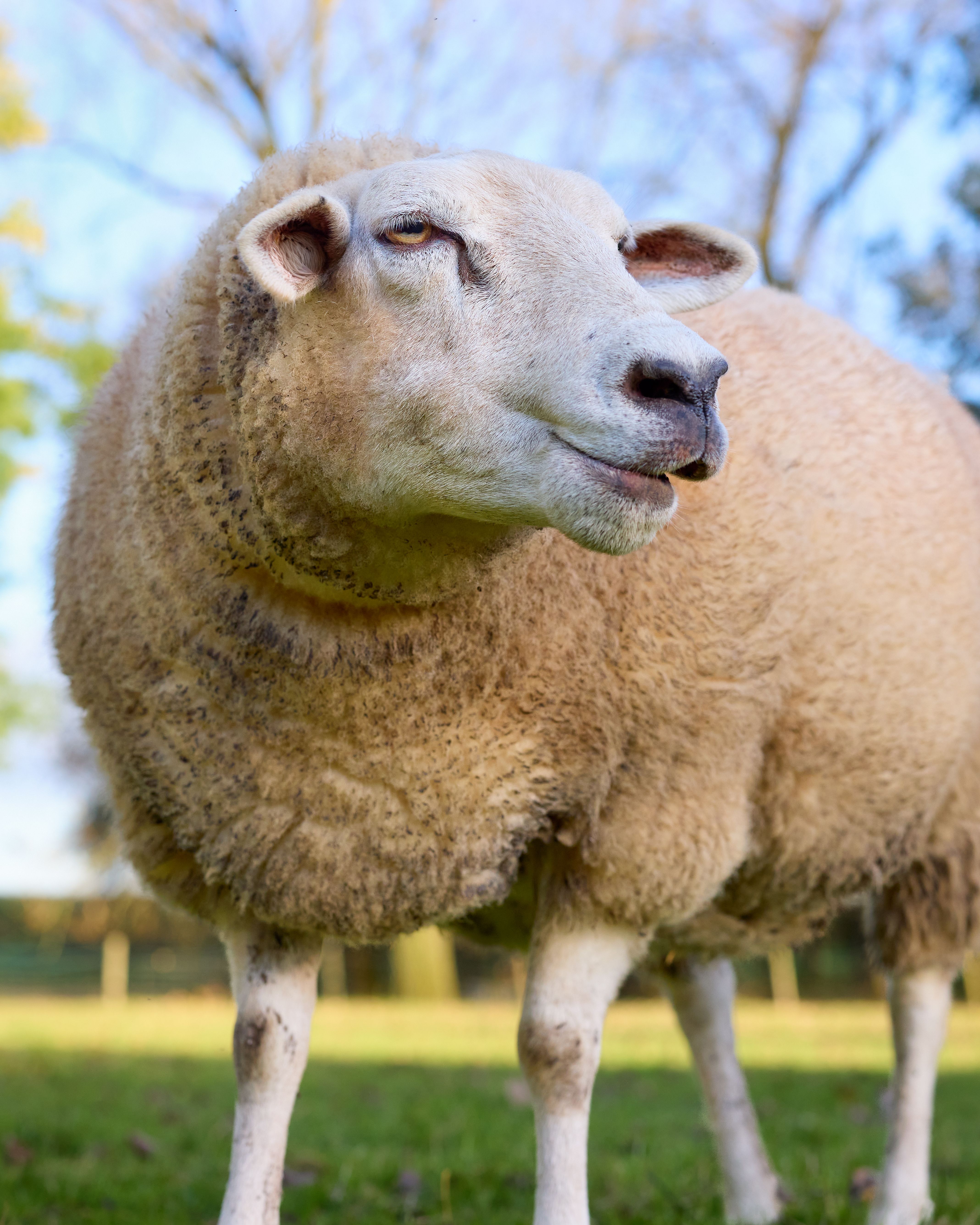 Pictures Of Sheep Photos, Download The BEST Free Pictures Of Sheep ...