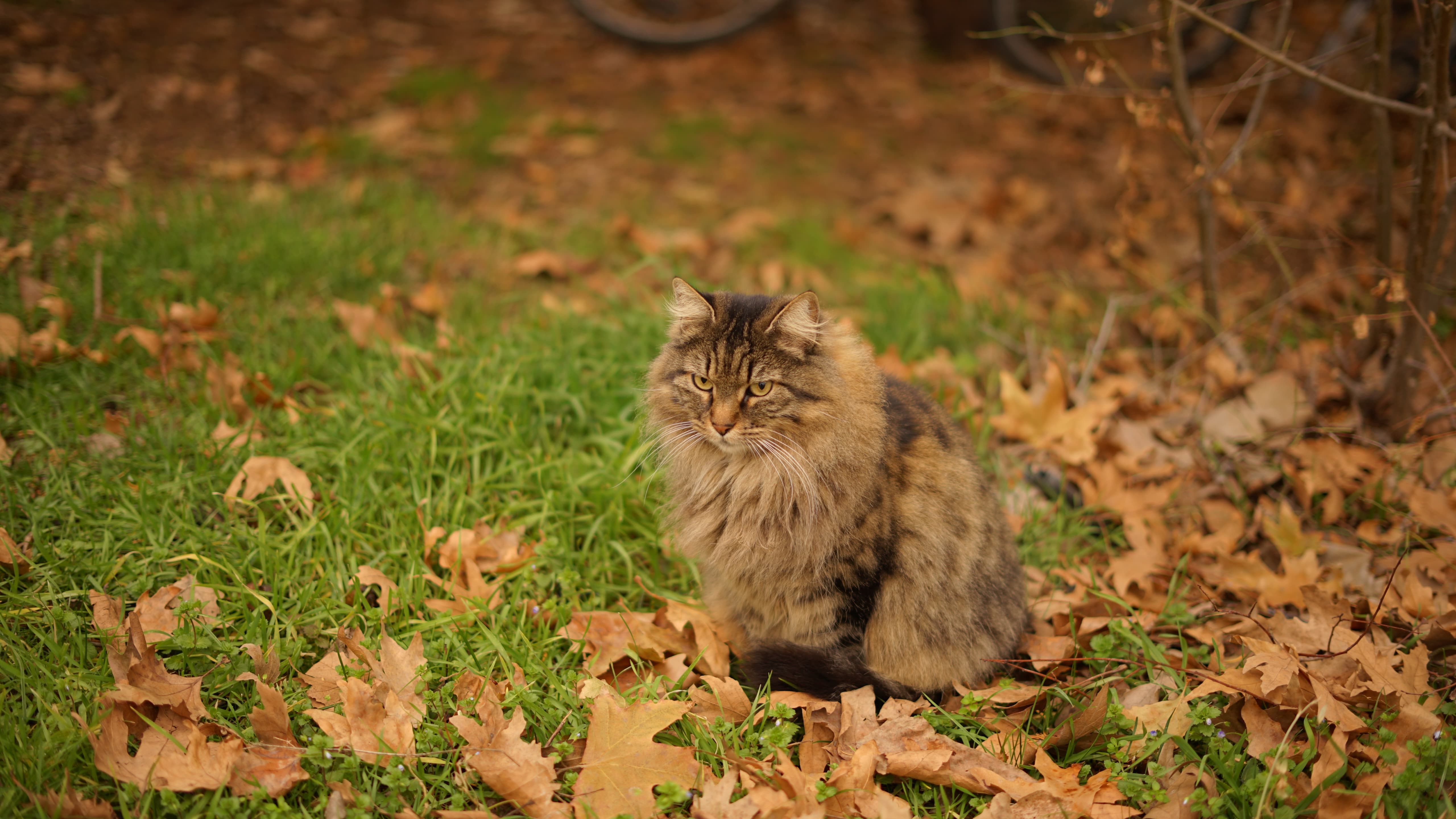 Fluffy Cat in Autumn Leaves Outdoor Scene · Free Stock Photo