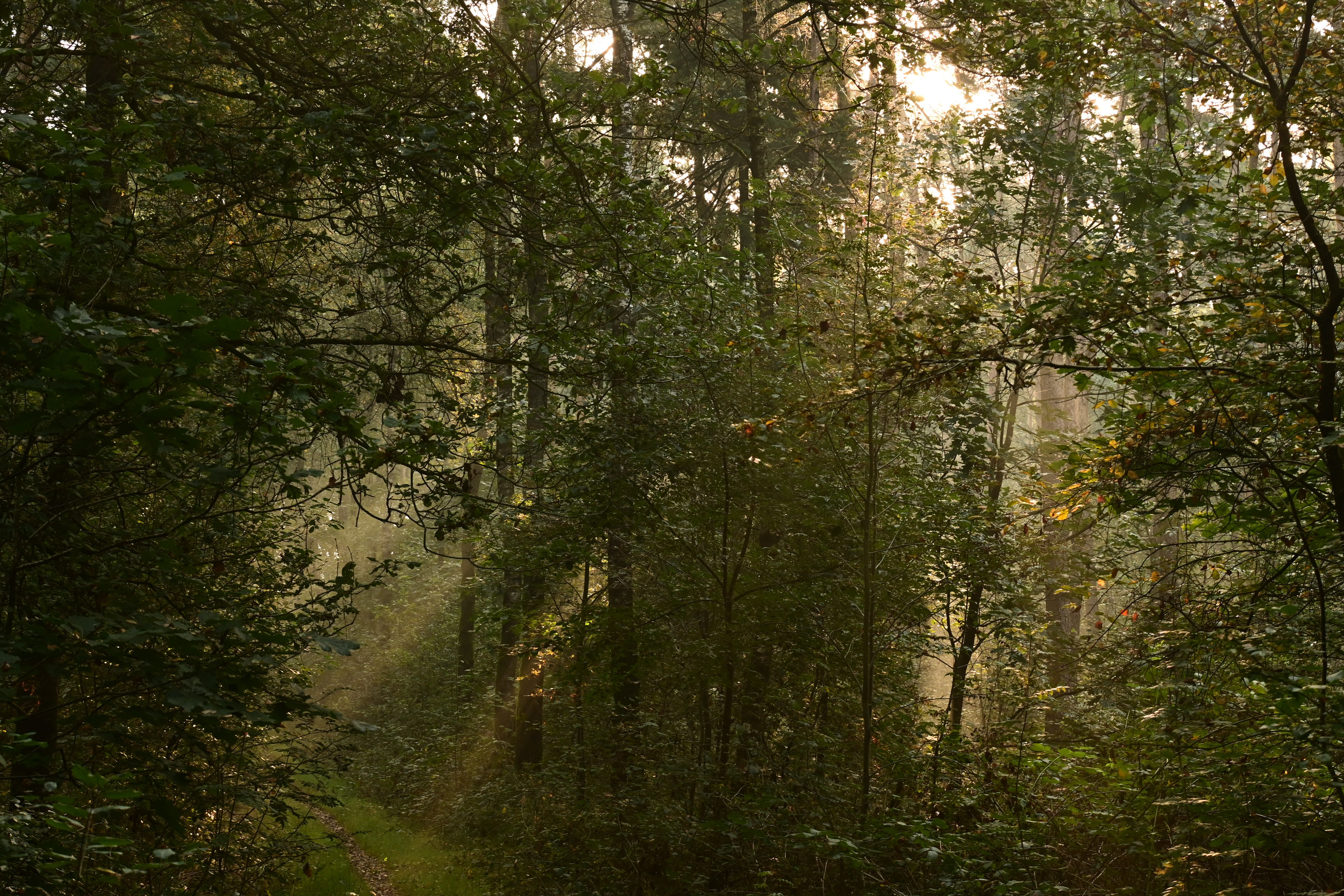Sunlight filters through trees in a serene forest setting, capturing early morning tranquility.