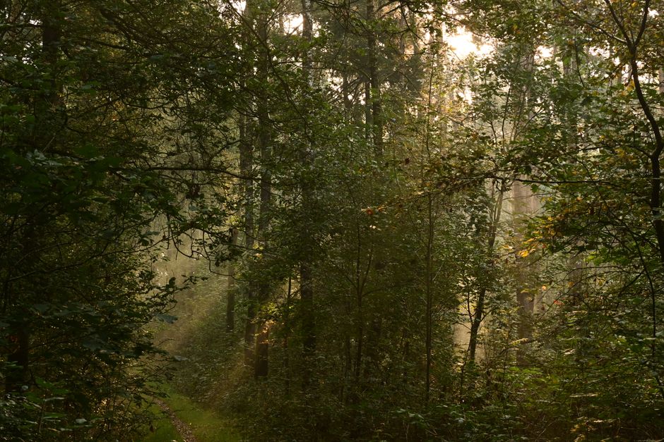 Sunlight filters through trees in a serene forest setting, capturing early morning tranquility.