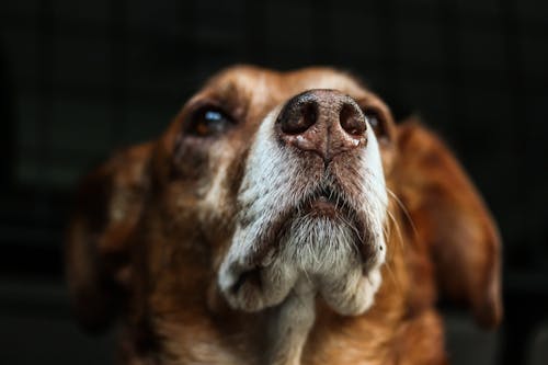 Close Up Photography of Short-coated Brown and White Dog