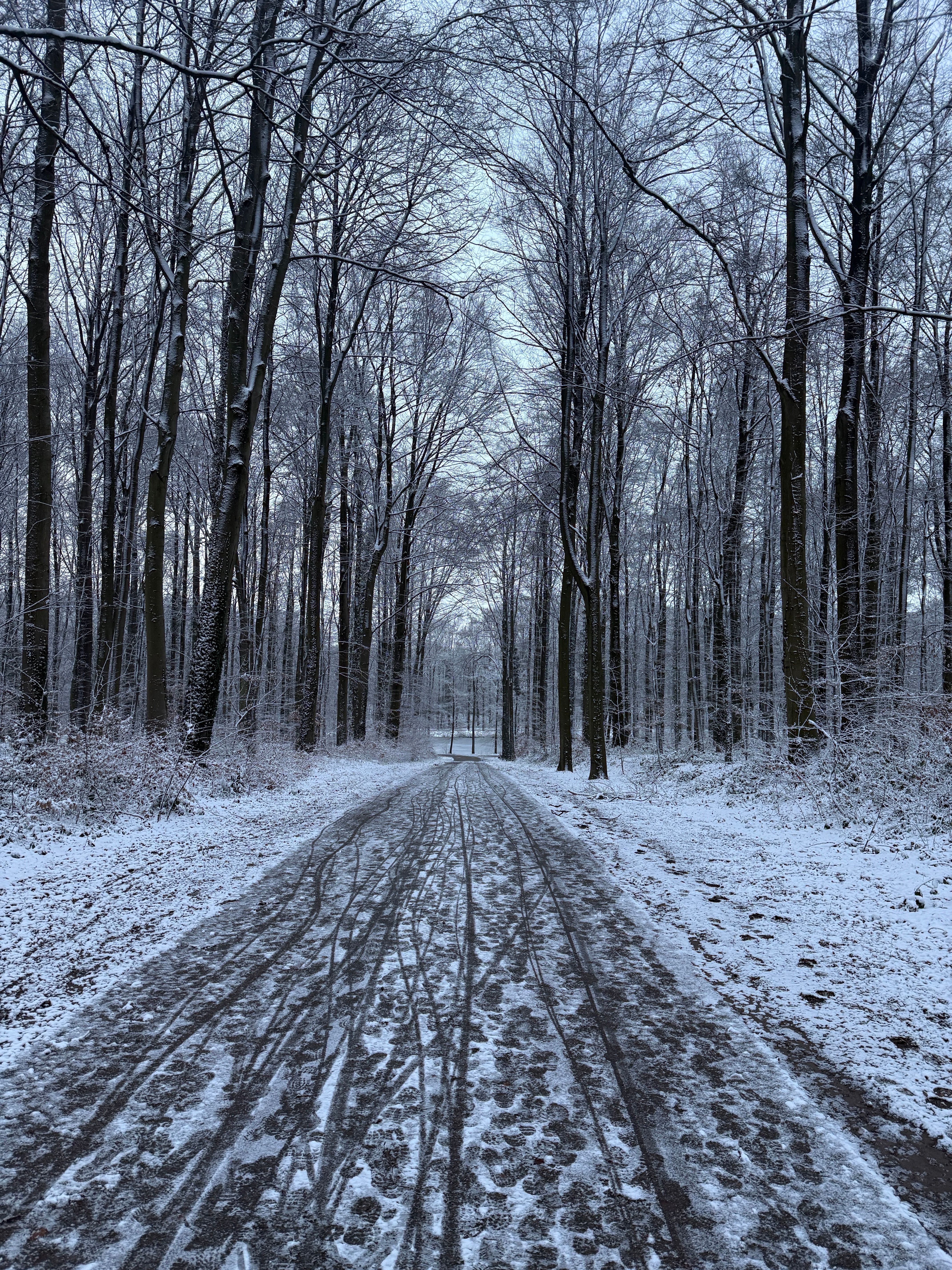 Winter Forest Pathway Captured in Snowy Serenity · Free Stock Photo