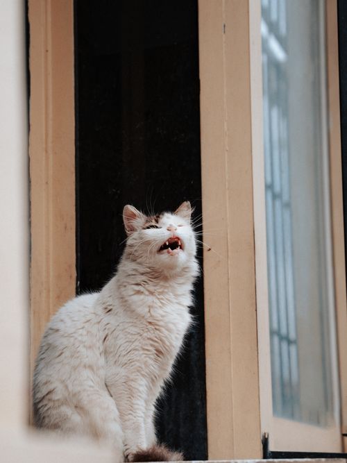 Free A fluffy white cat sits on an outdoor windowsill, looking upwards with its mouth open. Stock Photo