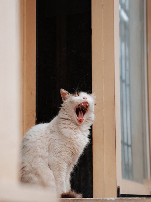 Free A fluffy white cat yawns gracefully while sitting by a window, captured in a serene outdoor setting. Stock Photo