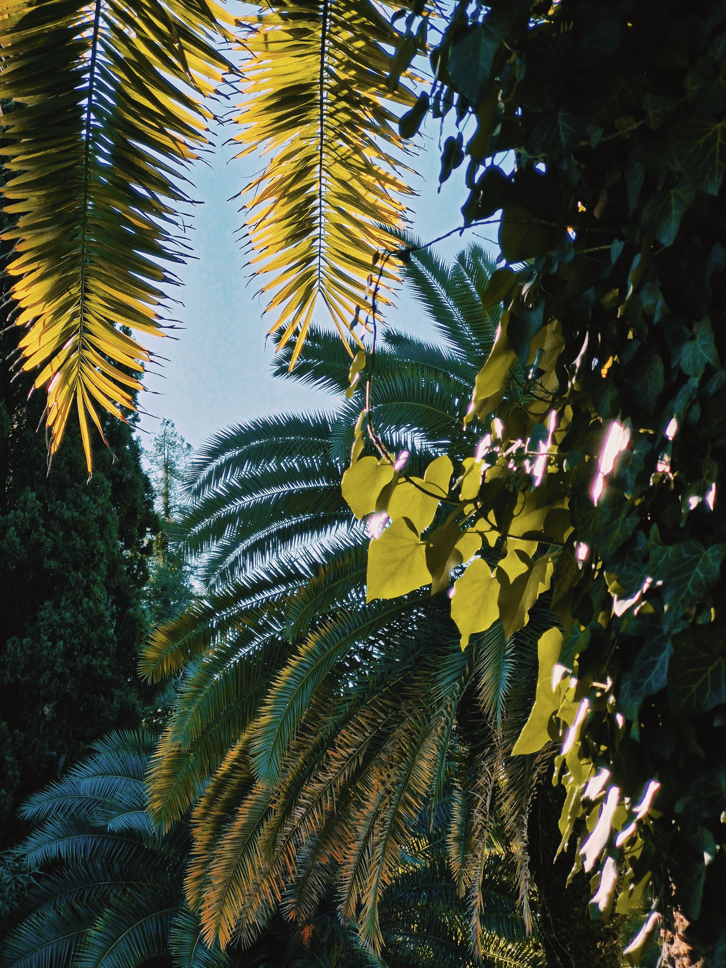 Sunlit palm leaves create a vibrant, tropical scene, evoking a warm, lush ambiance.