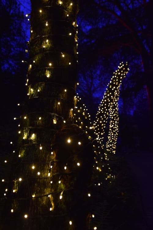 ağaç, ağaç ışıkları, bulanık arka plan içeren Ücretsiz stok fotoğraf
