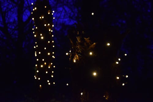 ağaç, ağaç ışıkları, bulanık arka plan içeren Ücretsiz stok fotoğraf