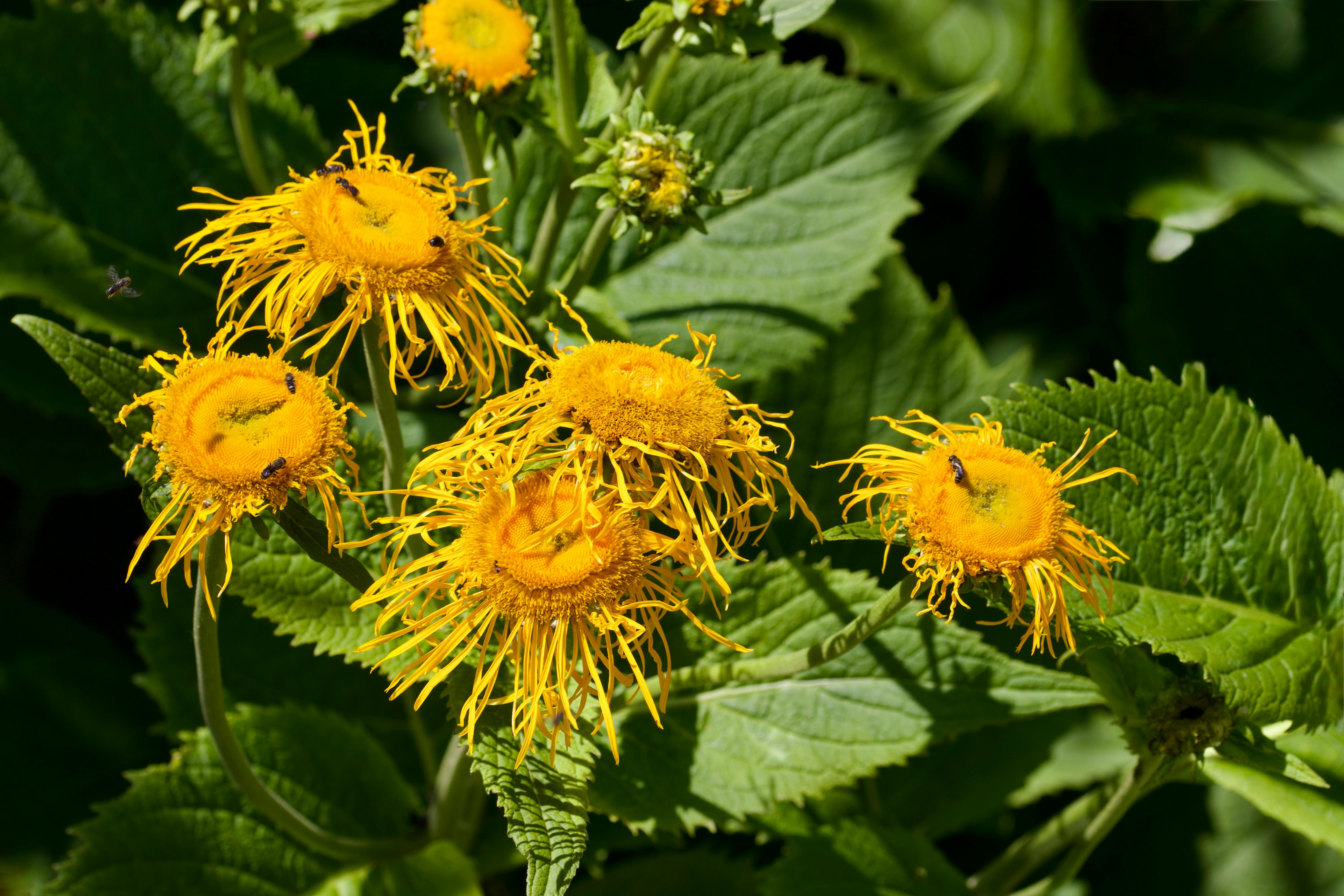 Inula helenium