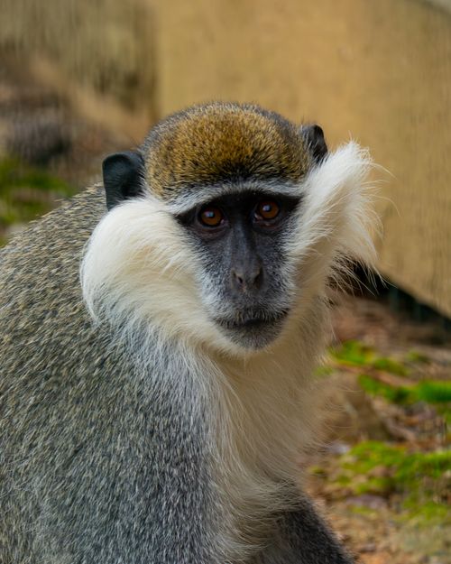Free A detailed close-up portrait of a Vervet Monkey showcasing its unique facial features. Stock Photo