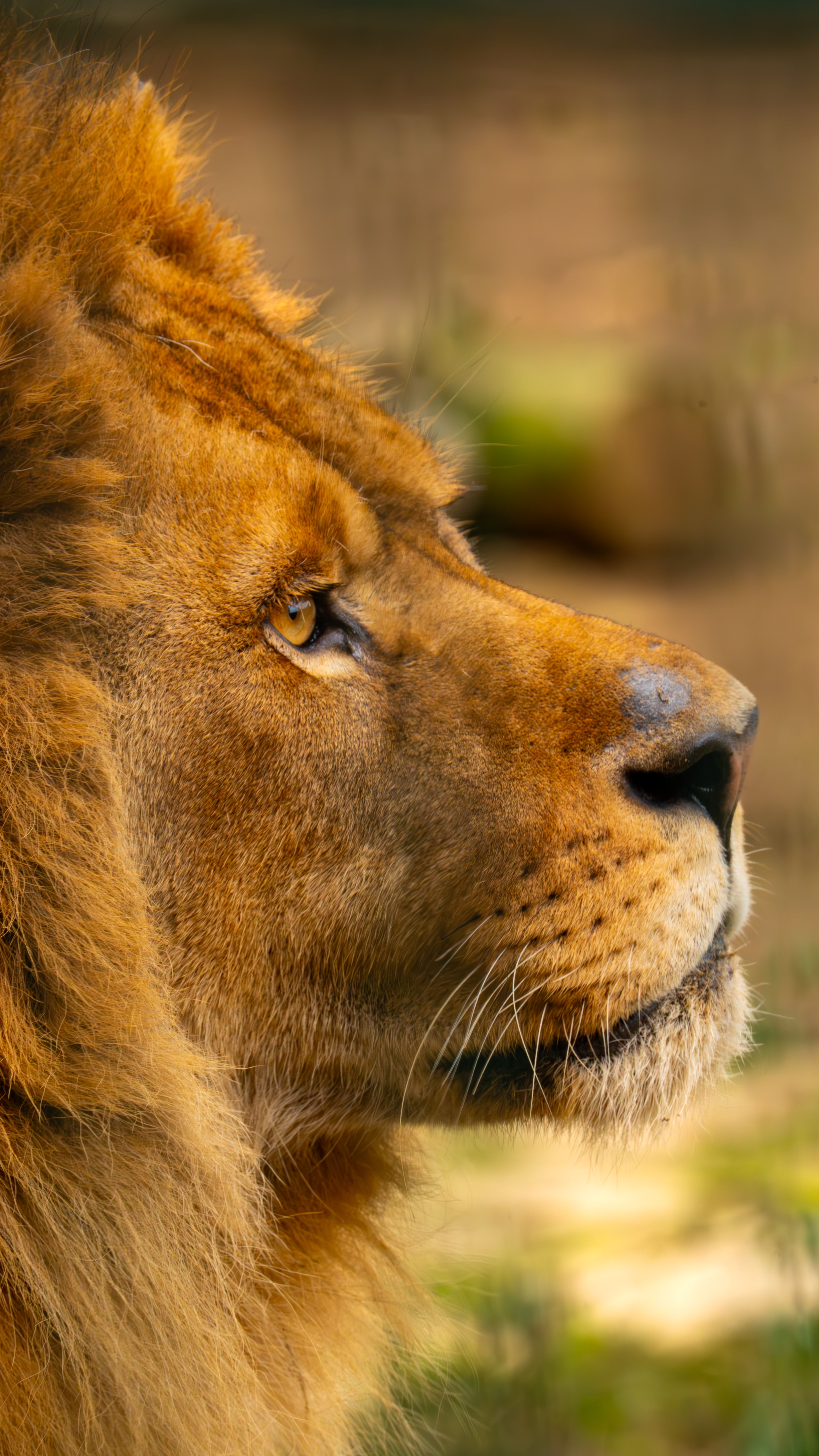 Close-up profile of a majestic lion with a lush mane in warm sunlight.