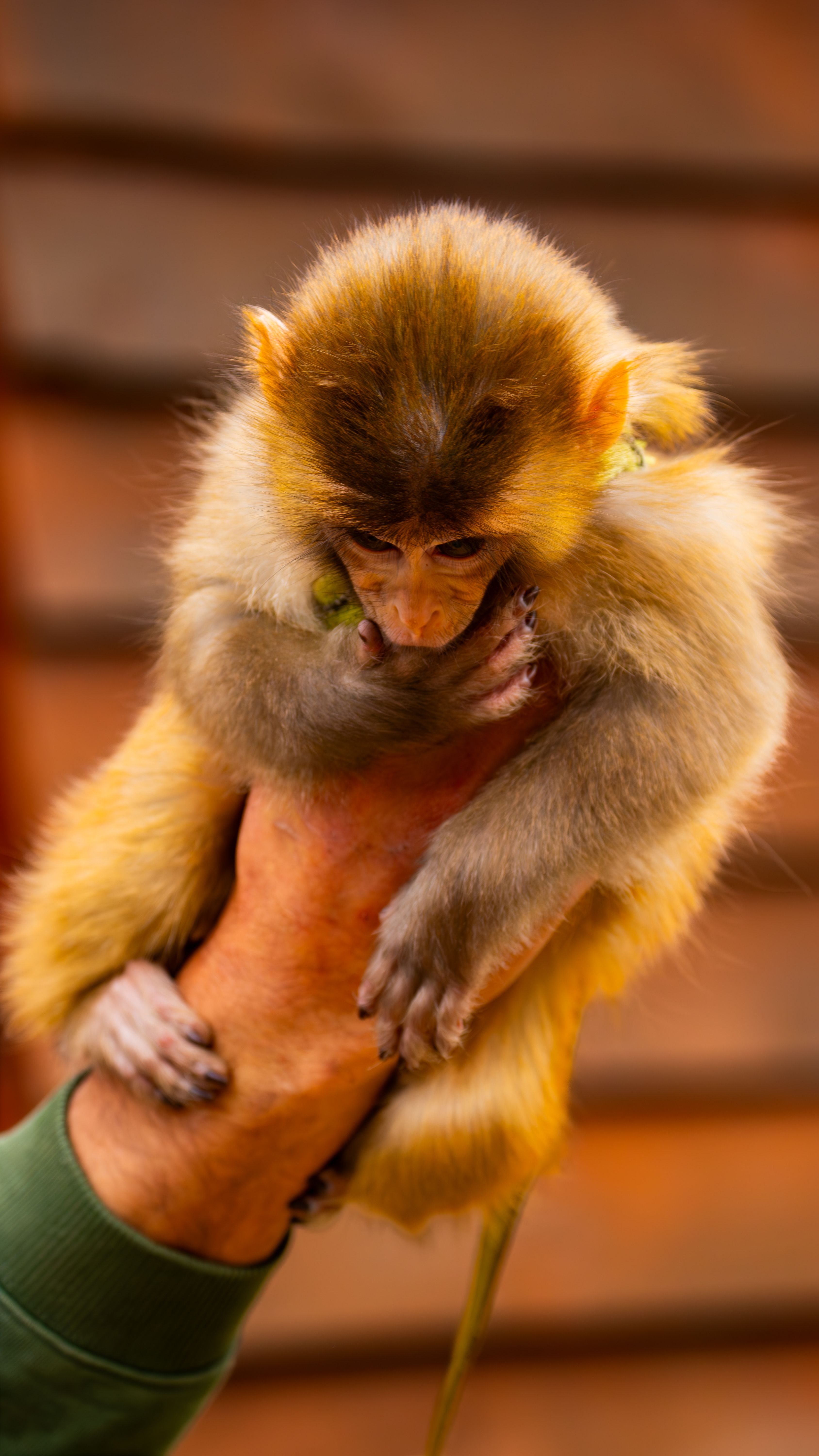 Animal Bebe Mono Recien Nacido Bebé Recién Nacido Indonesia Macaco Mono Retrato 12229684 Foto De Stock En  Vecteezy