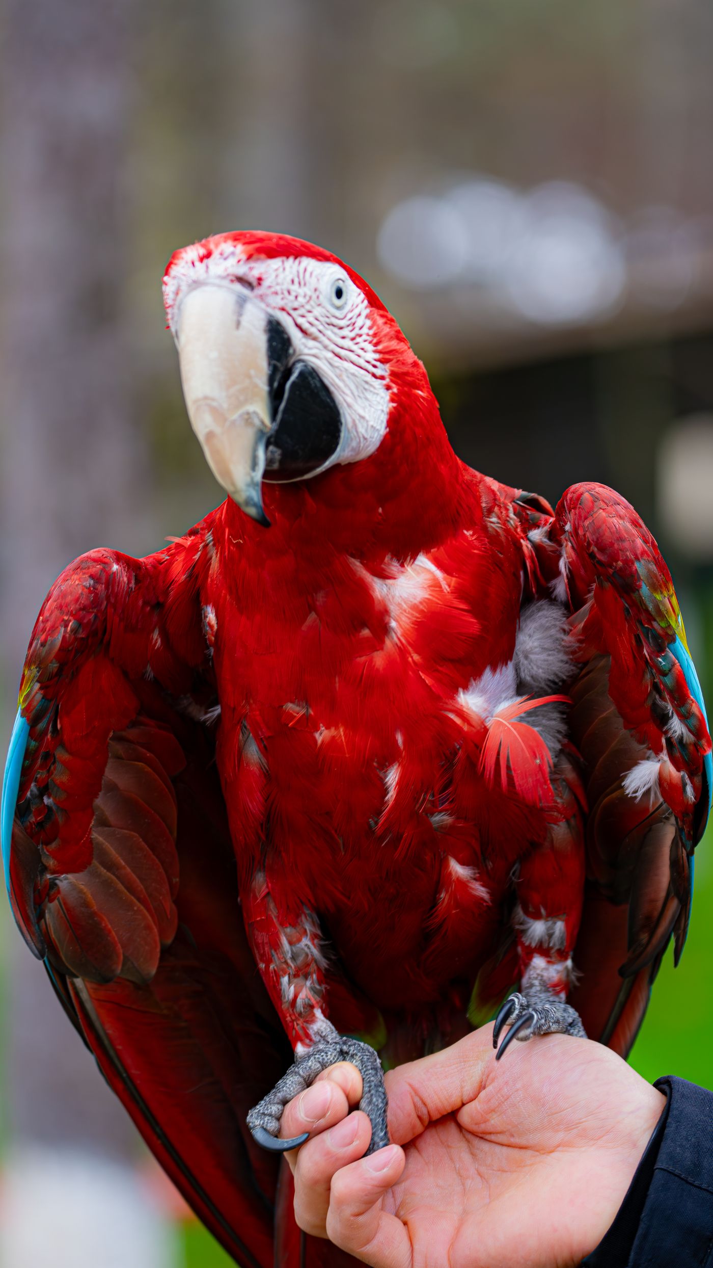 Scarlet macaw perched on a person's hand