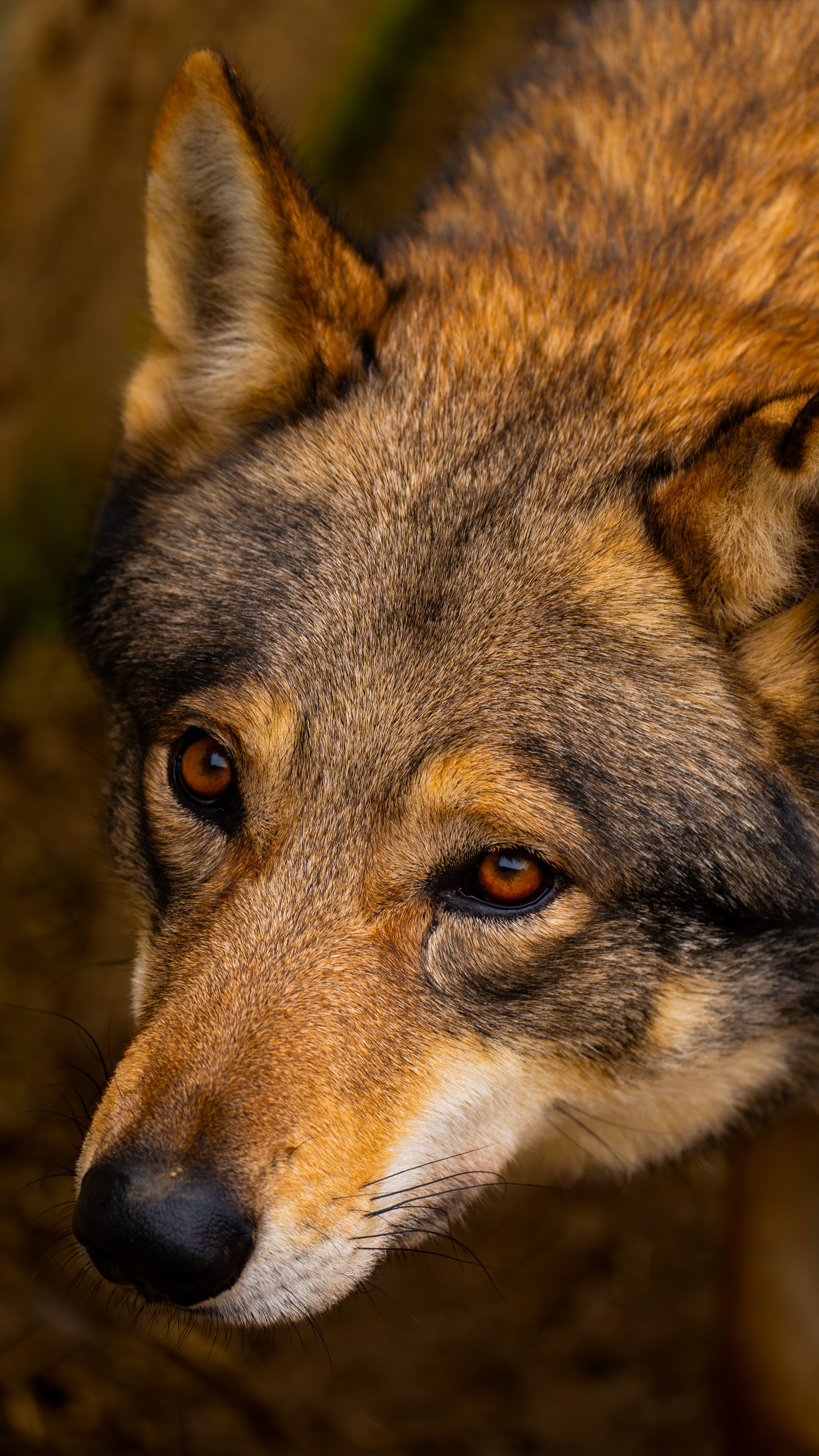 Foto de stock gratuita sobre al aire libre, alerta, animal, bonito ...
