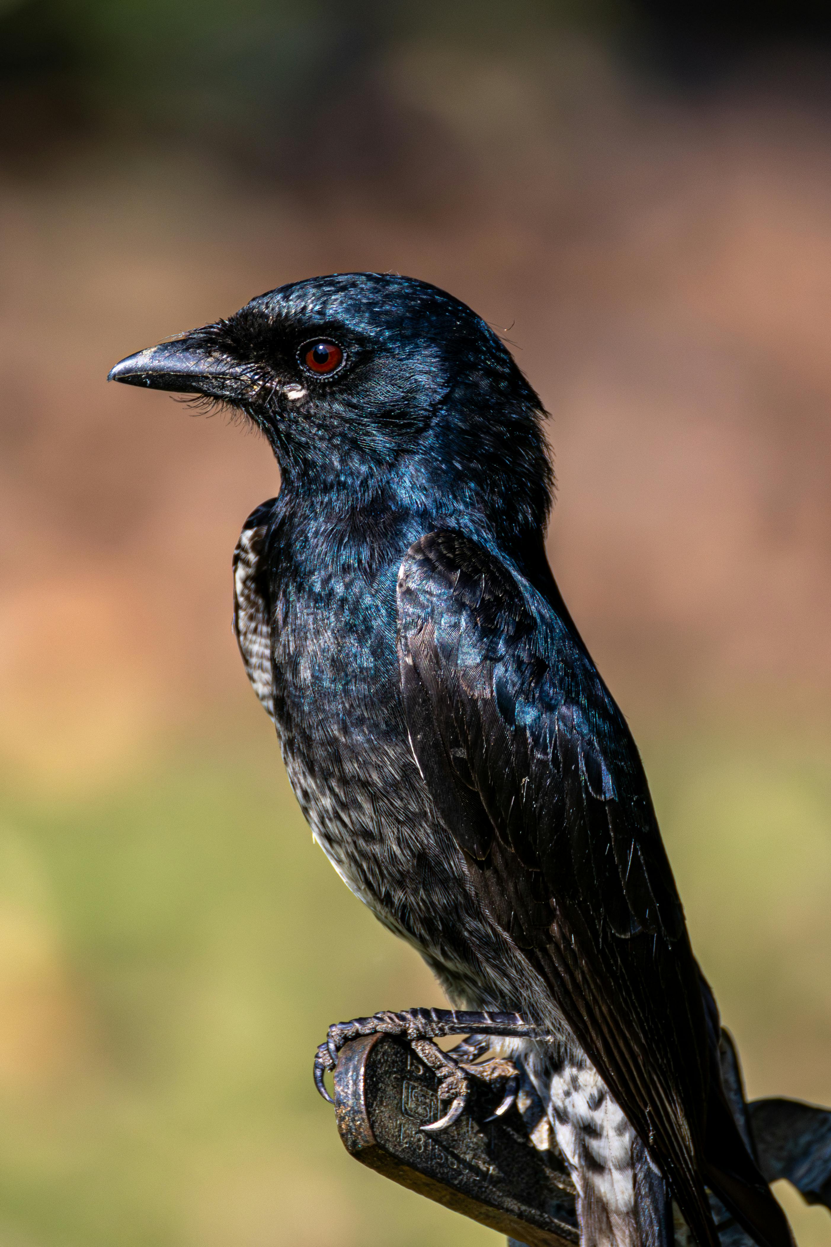 Ücretsiz Bulanık arka planlı, tüneyen bir Kara Drongo kuşunun detaylı fotoğrafı. Stok Fotoğraflar