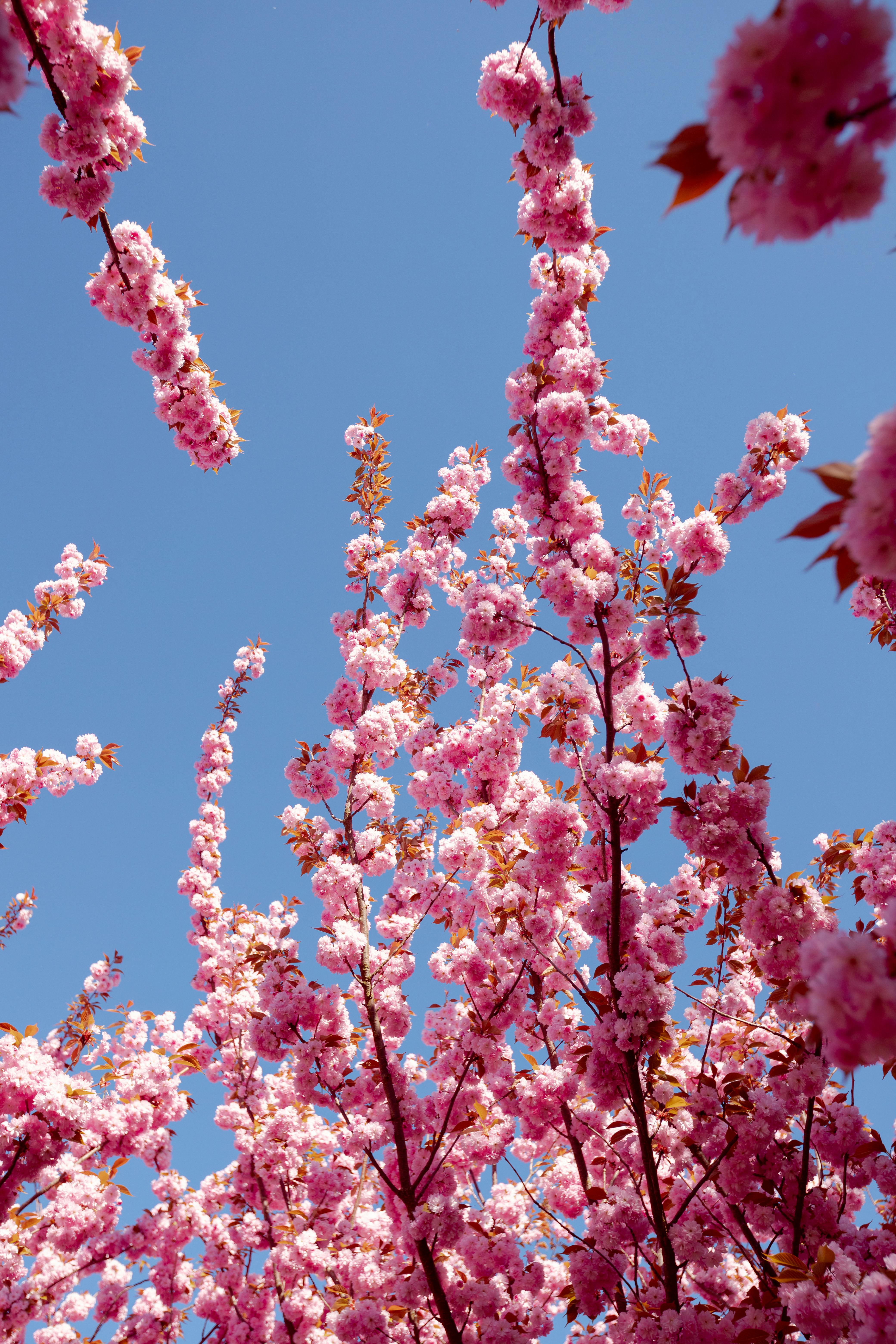 Stunning view of pink cherry blossoms blooming under a bright blue sky, symbolizing spring's arrival.
