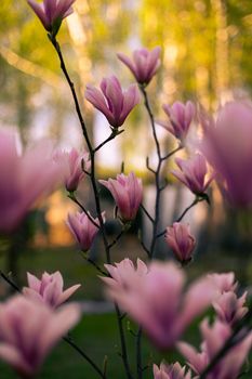 Lush pink magnolia blossoms in spring sunlight, creating a serene and vibrant scene.