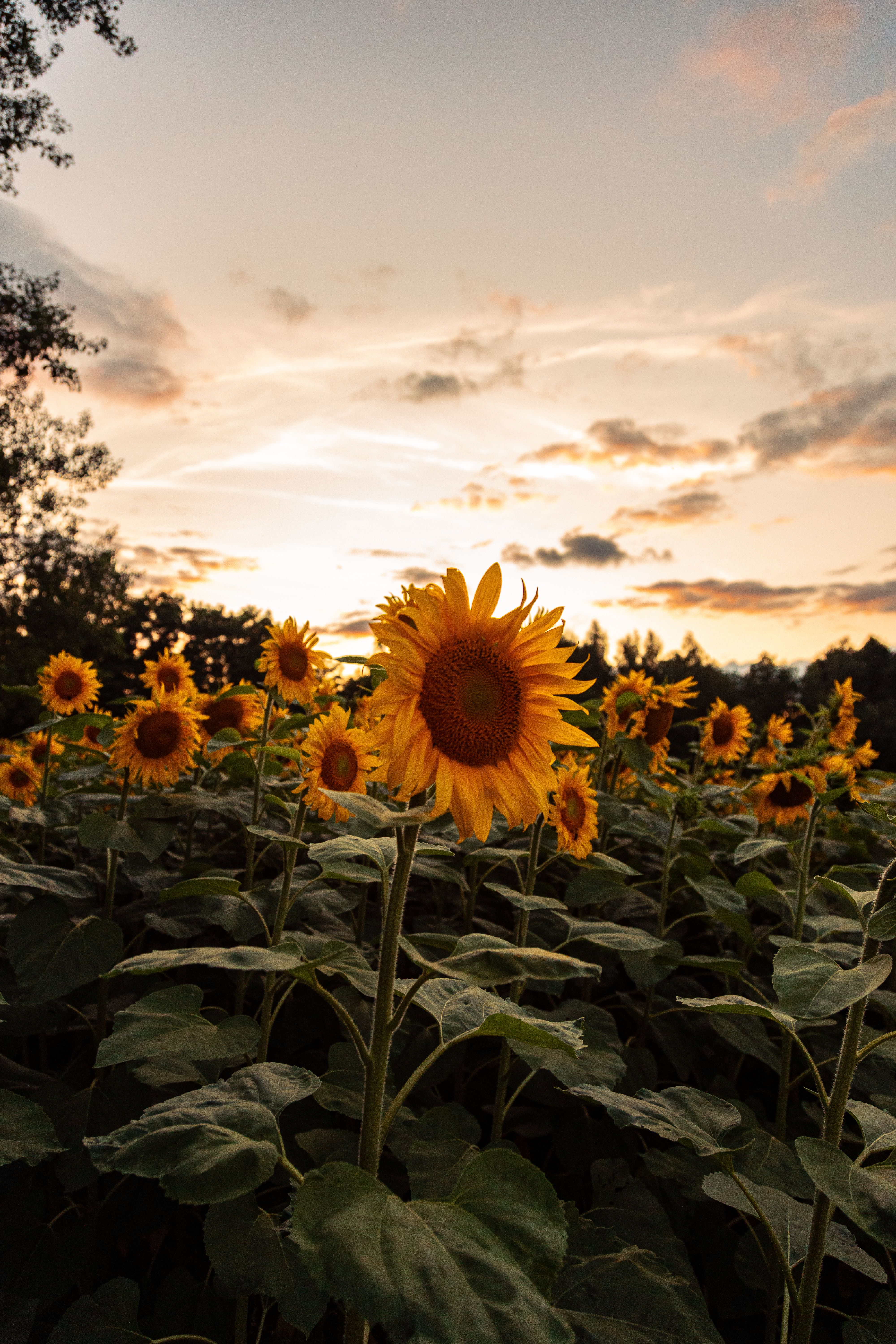 Captivating view of vibrant sunflowers under a colorful sunset sky, creating a serene and warm ambiance.