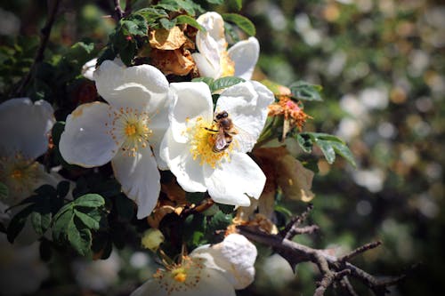 Безкоштовне стокове фото на тему «Бджола, квіти, квітки»