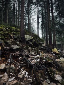 Dense forest with exposed roots and moss, creating a mystical natural landscape.