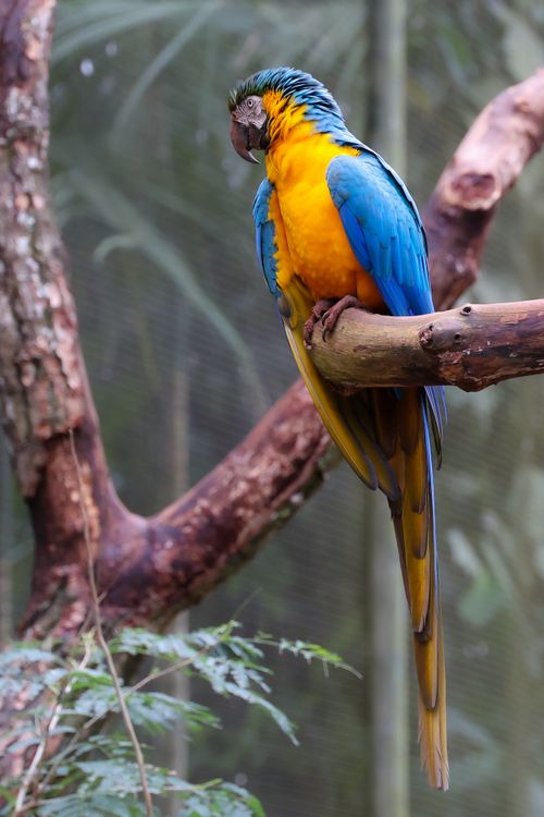 Free Vibrant blue and yellow macaw perched in a Paraná park, highlighting its natural colors. Stock Photo