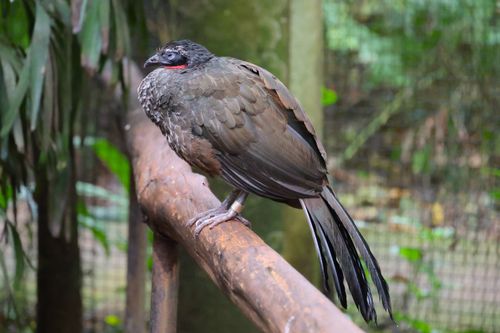 Free Dusky-legged Guan perched on a wooden rail in a lush Paraná, Brasil park. Stock Photo