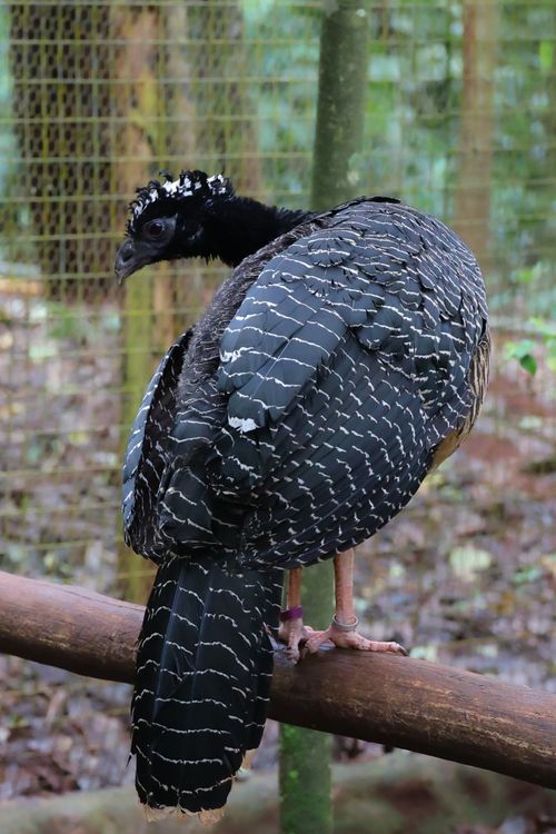 Free A stunning black curassow perched in Paraná, Brazil's lush park setting. Stock Photo