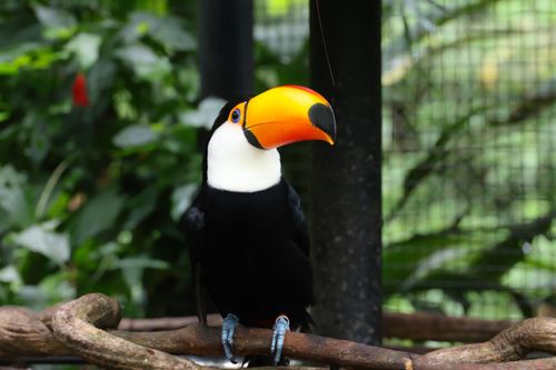 Free Colorful toucan perched in vibrant greenery at a park in Paraná, Brazil. Stock Photo