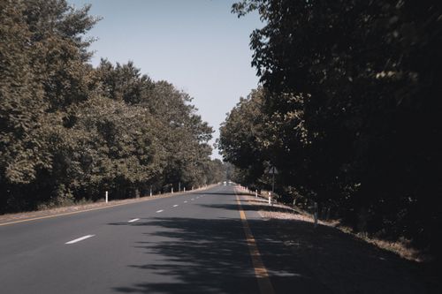 Free A tranquil empty road flanked by dense, lush trees under a clear blue sky. Stock Photo